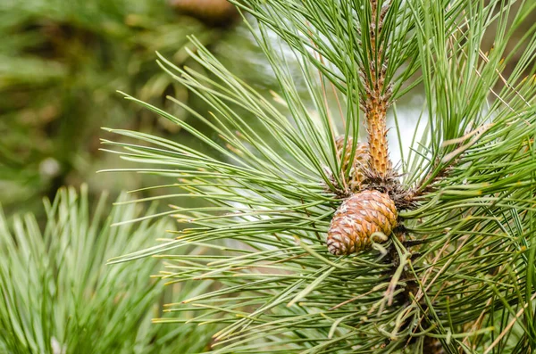 Young Pine Tree Branch Cones Spring — Stock Photo, Image