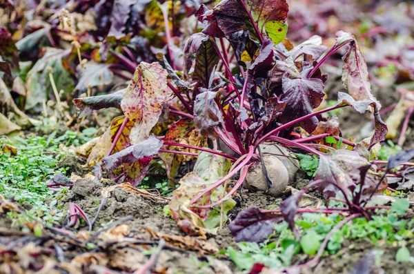 有機的に成長した赤いビートの植物 — ストック写真