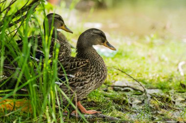 Novi Sad yakınlarındaki Tuna Nehri 'nin kıyısında vahşi ördekler..