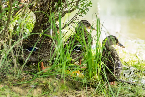 Patos Salvajes Hierba Orillas Del Danubio Cerca Ciudad Novi Sad — Foto de Stock