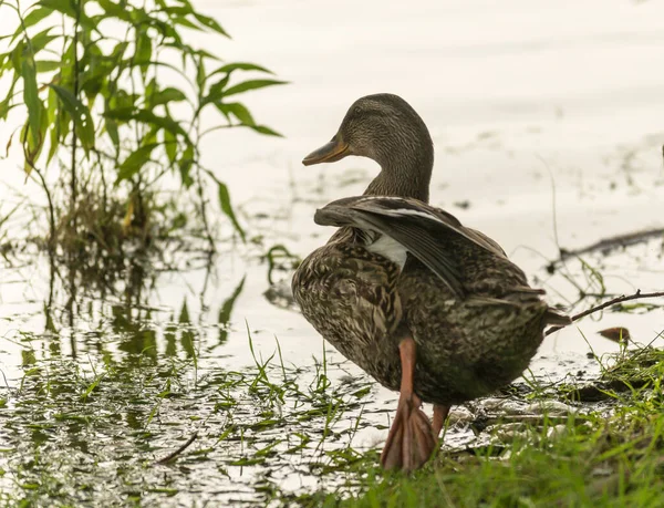 Patos Salvajes Hierba Orillas Del Danubio Cerca Ciudad Novi Sad — Foto de Stock