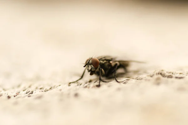 Housefly Concrete Surface Its Natural Environment — Stock Photo, Image