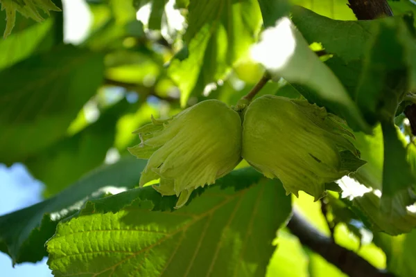 Mogna Frukter Hasselnötter Hasselnöt Trädkronorna Med Ung Frukt — Stockfoto