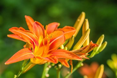 Özel bir bahçede turuncu zambak çiçekleri.