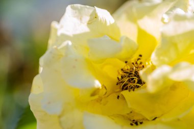 Çiçek, sabah ışığında sarı güller. Çiçek açan, sarı güller sabah ışığında, yakın plan..