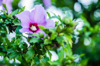 Hibiscus bitkisinin mor çiçekleri, bir ağacın dallarında, özel bir bahçede..