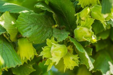 Olgun fındık meyveleri. Fındık ağacı gölgelik, genç meyveli..