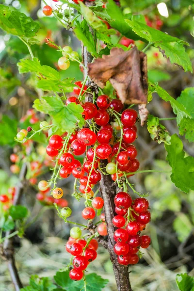 Nombreux Fruits Groseilles Rouges Mûres Sur Les Branches Des Buissons — Photo