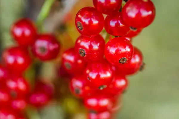 Wiele Owoców Dojrzałych Czerwonych Porzeczek Gałęziach Krzewów Zbliżenie — Zdjęcie stockowe