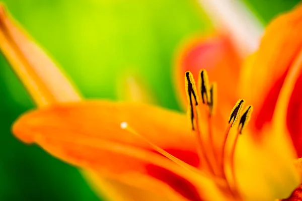 Özel Bir Bahçede Turuncu Zambak Çiçekleri — Stok fotoğraf