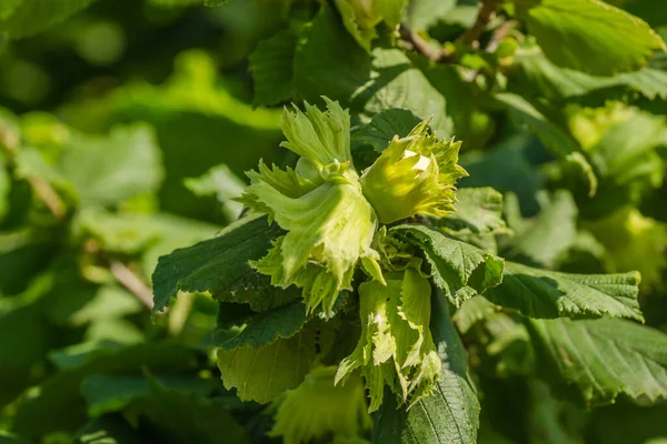 Mogna Frukter Hasselnötter Hasselnöt Trädkronorna Med Ung Frukt — Stockfoto