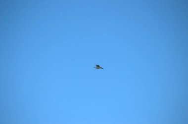 Bahar mevsiminde tek başına uçan beyaz leylek..