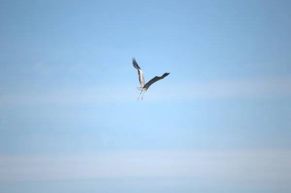 Flying Single White Stork Spring Nesting Period — Stock Photo, Image