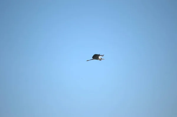 春季筑巢期间的单飞白鹤 — 图库照片