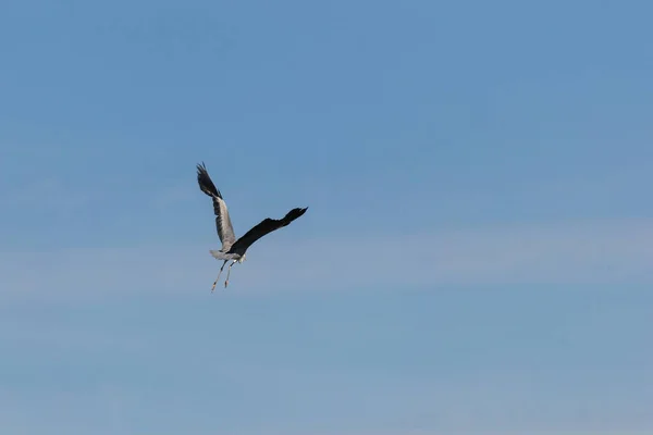 Cigogne Blanche Volante Durant Période Nidification Printanière — Photo