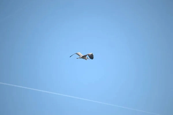 Létající Jediný Bílý Čáp Během Jarního Hnízdění — Stock fotografie