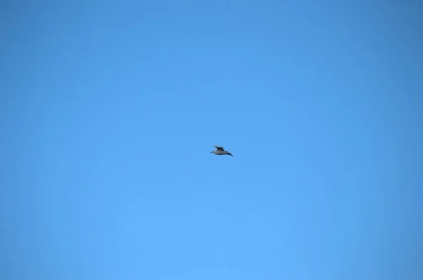 春季筑巢期间的单飞白鹤 — 图库照片