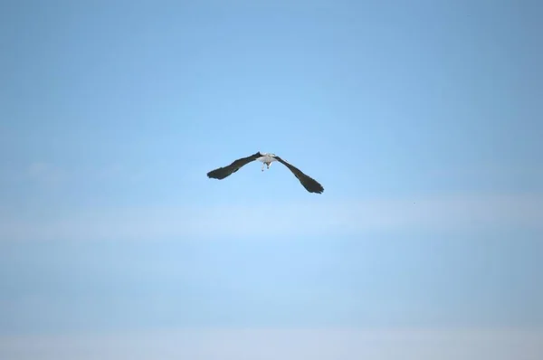 Cegonha Branca Única Voadora Durante Período Nidificação Primavera — Fotografia de Stock