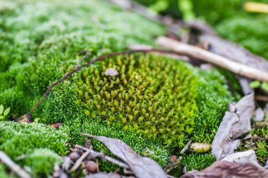 Novi Sad.Moss 'taki Tuna Nehri' ndeki tankerin enkazı terk edilmiş çelik tankerlerle terk edilmiş..