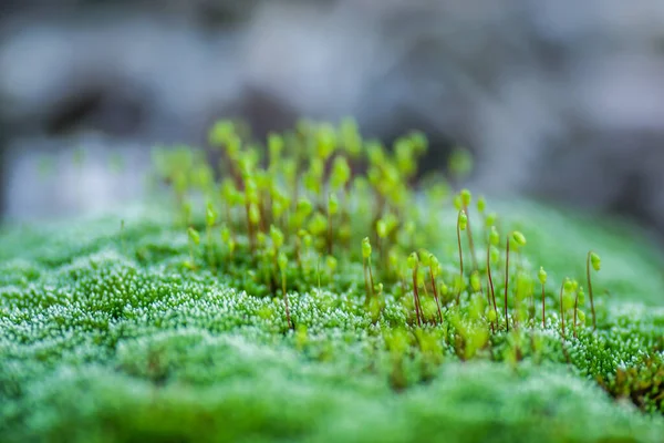 Vrak Tankeru Dunaje Novém Sadu Moss Ocelových Tankerech Opuštěný Dunaji — Stock fotografie