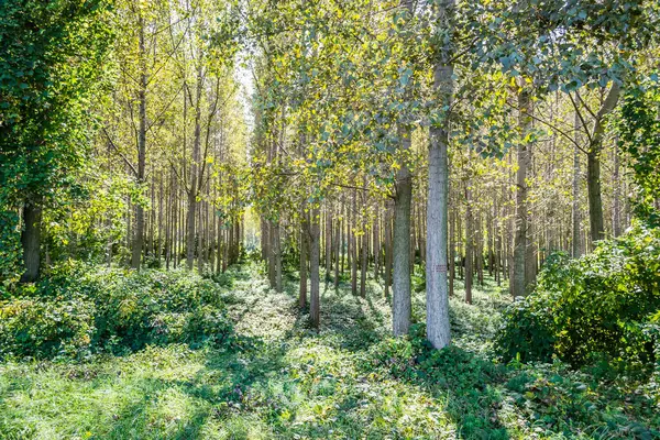 Young Green Forest Poplar Trees Illuminated Summer Morning Sun — Stock Photo, Image