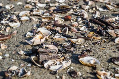 Tuna kıyısındaki ıslak kumda boş nehir kabukları.
