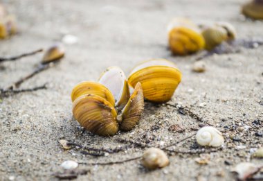 Sarı boş nehir kabukları Tuna kıyısının ıslak kumlarında.