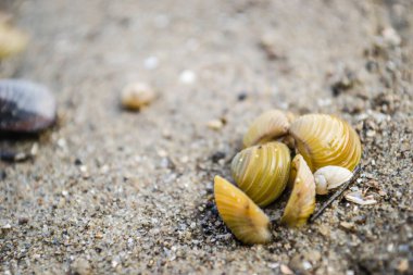 Sarı boş nehir kabukları Tuna kıyısının ıslak kumlarında.