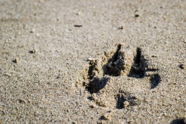Tuna Nehri 'nin kıyısındaki ıslak kumda bir köpeğin ayak izleri..