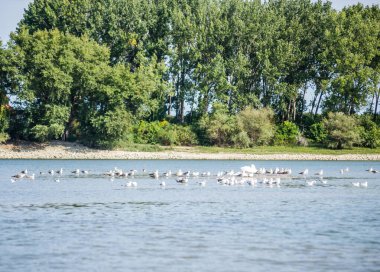 Novi Sad kenti yakınlarındaki Petrovaradin 'deki Tuna Nehri' nde bir kuş sürüsü.