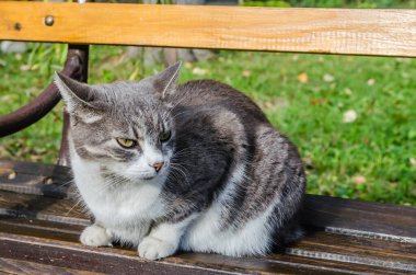 Gri beyaz evcil bir kedi ahşap bir bankta yatıyor..