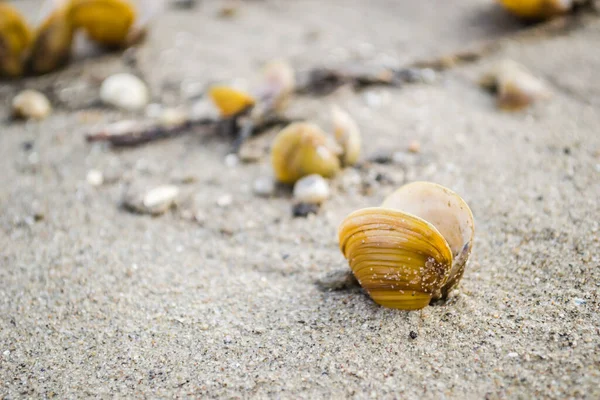 Sarı boş nehir kabukları Tuna kıyısının ıslak kumlarında.
