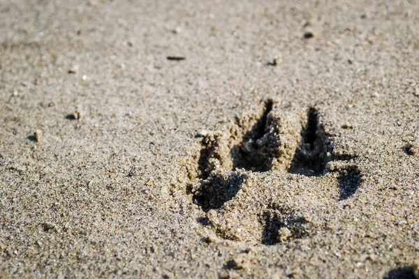 Tuna Nehri 'nin kıyısındaki ıslak kumda bir köpeğin ayak izleri..