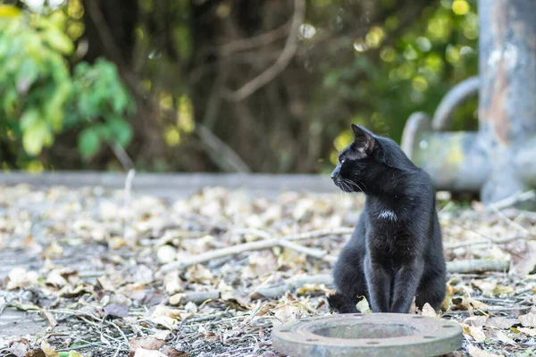 Retrato Gato Negro Naufrágio Velho Petroleiro Descartado — Fotografia de Stock