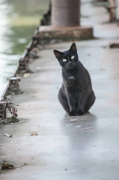 Porträtt Svart Katt Vraket Ett Gammalt Kasserat Tankfartyg — Stockfoto