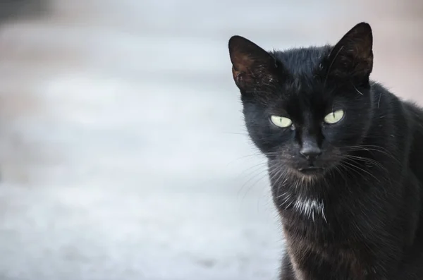 Porträtt Svart Katt Vraket Ett Gammalt Kasserat Tankfartyg — Stockfoto