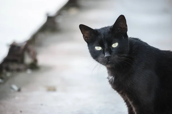 Porträtt Svart Katt Vraket Ett Gammalt Kasserat Tankfartyg — Stockfoto