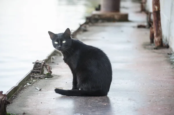 Retrato Gato Negro Naufrágio Velho Petroleiro Descartado — Fotografia de Stock