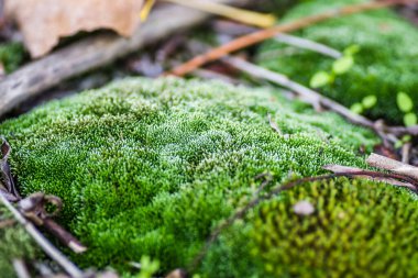 Novi Sad.Moss 'taki Tuna Nehri' ndeki tankerin enkazı terk edilmiş çelik tankerlerle terk edilmiş..