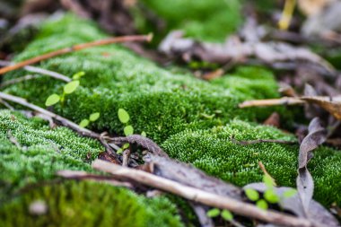 Novi Sad.Moss 'taki Tuna Nehri' ndeki tankerin enkazı terk edilmiş çelik tankerlerle terk edilmiş..