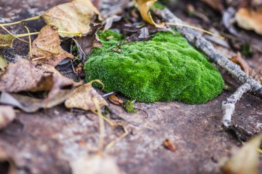 Novi Sad.Moss 'taki Tuna Nehri' ndeki tankerin enkazı terk edilmiş çelik tankerlerle terk edilmiş..