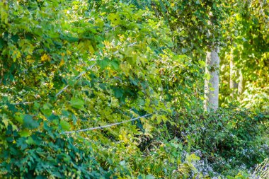 Kavak ağaçlarından oluşan genç yeşil bir orman, yaz sabahı güneşiyle aydınlanıyor..