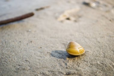 Sarı boş nehir kabukları Tuna kıyısının ıslak kumlarında.