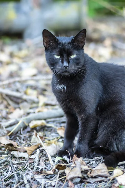 Porträt Einer Schwarzen Katze Auf Dem Wrack Eines Alten Ausrangierten — Stockfoto