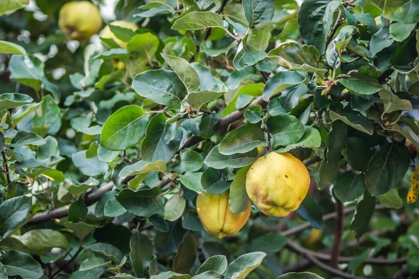 Sok Ökológiai Termelésű Sárga Gyümölcsök Alma Alakú Birs Lombkoronában Udvaron — Stock Fotó