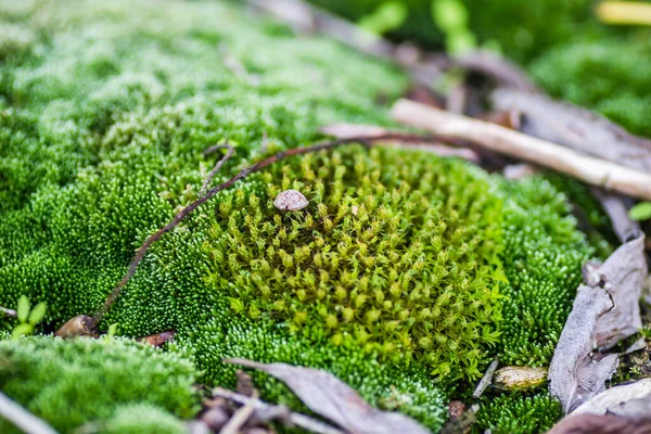 Novi Sad.Moss 'taki Tuna Nehri' ndeki tankerin enkazı terk edilmiş çelik tankerlerle terk edilmiş..