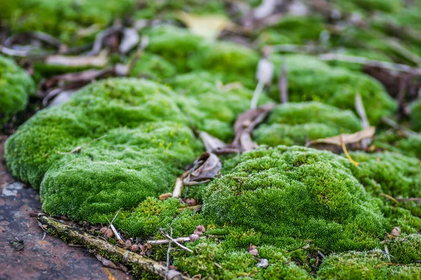 Vraket Tankfartyget Vid Donau Novi Sad Moss Övergivna Ståltankfartyg Vid — Stockfoto