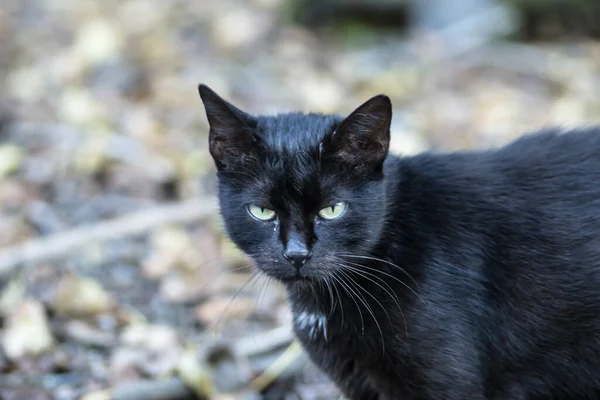 Porträtt Svart Katt Vraket Ett Gammalt Kasserat Tankfartyg — Stockfoto