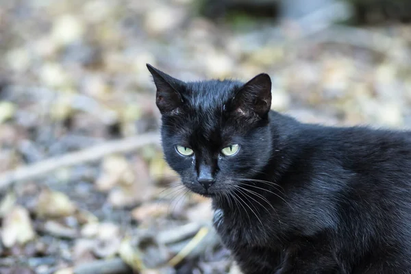 Porträt Einer Schwarzen Katze Auf Dem Wrack Eines Alten Ausrangierten — Stockfoto