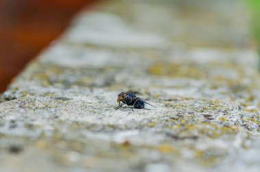 Doğal ortamında sinek, yakın plan..